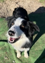 ELTON, Hund, Border Collie in Spanien - Bild 5