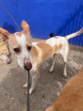 BIMBA, Hund, Podenco in Spanien - Bild 7