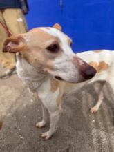 BIMBA, Hund, Podenco in Spanien - Bild 8