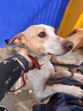 BIMBA, Hund, Podenco in Spanien - Bild 9