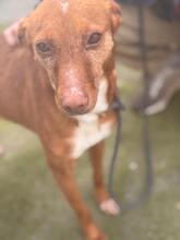 CHISPI, Hund, Podenco in Spanien - Bild 2