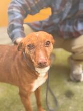 CHISPI, Hund, Podenco in Spanien - Bild 3