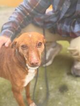 CHISPI, Hund, Podenco in Spanien - Bild 6