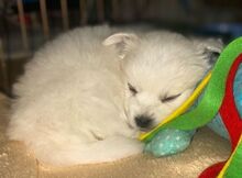 SNOW, Hund, Bologneser-Mischling in Nordmazedonien - Bild 3