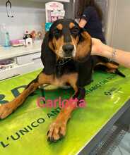 CARLOTTA, Hund, Segugio-Mix in Italien - Bild 1