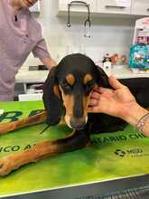 CARLOTTA, Hund, Segugio-Mix in Italien - Bild 2