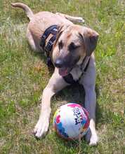 SOL, Hund, Schäferhund-Mix in Sehnde - Bild 1