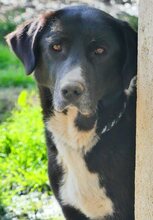 LOUISA, Hund, Mischlingshund in Griechenland - Bild 6