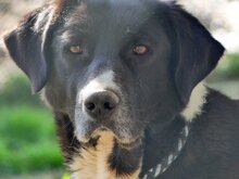 LOUISA, Hund, Mischlingshund in Griechenland - Bild 7