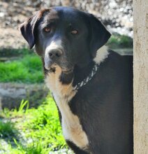 LOUISA, Hund, Mischlingshund in Griechenland - Bild 8