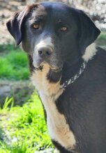 LOUISA, Hund, Mischlingshund in Griechenland - Bild 9