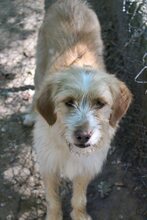 ZEUSL, Hund, Mischlingshund in Griechenland - Bild 18