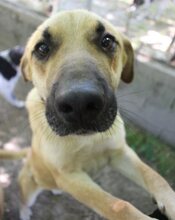 GREGORY, Hund, Mischlingshund in Griechenland - Bild 11