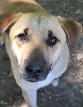 GREGORY, Hund, Mischlingshund in Griechenland - Bild 12