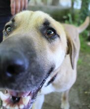 GREGORY, Hund, Mischlingshund in Griechenland - Bild 14