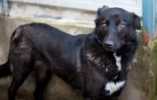 LUCILIA, Hund, Mischlingshund in Elmshorn - Bild 2