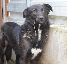 LUCILIA, Hund, Mischlingshund in Elmshorn - Bild 4