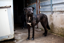 LUCILIA, Hund, Mischlingshund in Elmshorn - Bild 7