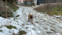CROSSY, Hund, Mischlingshund in Schnega - Bild 10
