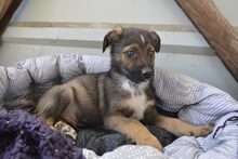 CROSSY, Hund, Mischlingshund in Schnega - Bild 11