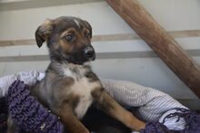 CROSSY, Hund, Mischlingshund in Schnega - Bild 12