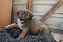 CROSSY, Hund, Mischlingshund in Schnega - Bild 13
