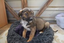 CROSSY, Hund, Mischlingshund in Schnega - Bild 14