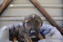 CROSSY, Hund, Mischlingshund in Schnega - Bild 15