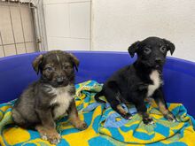 CROSSY, Hund, Mischlingshund in Schnega - Bild 16