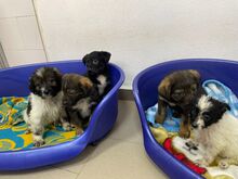 CROSSY, Hund, Mischlingshund in Schnega - Bild 17