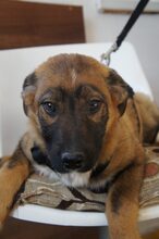 CROSSY, Hund, Mischlingshund in Schnega - Bild 8