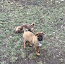 CROSSY, Hund, Mischlingshund in Schnega - Bild 9
