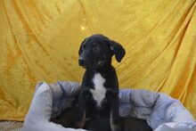 NIO, Hund, Mischlingshund in Heidekamp - Bild 1