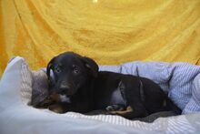 NIO, Hund, Mischlingshund in Heidekamp - Bild 2