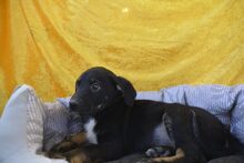 NIO, Hund, Mischlingshund in Heidekamp - Bild 4