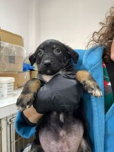 NIO, Hund, Mischlingshund in Heidekamp - Bild 6