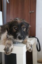 LULUNI, Hund, Mischlingshund in Lage - Bild 1