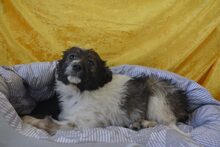 LULUNI, Hund, Mischlingshund in Lage - Bild 10