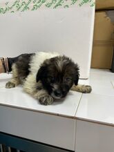 LULUNI, Hund, Mischlingshund in Lage - Bild 11