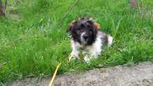 LULUNI, Hund, Mischlingshund in Lage - Bild 2