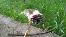 LULUNI, Hund, Mischlingshund in Lage - Bild 3