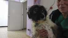 LULUNI, Hund, Mischlingshund in Lage - Bild 4