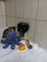 LULUNI, Hund, Mischlingshund in Lage - Bild 5