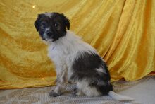 LULUNI, Hund, Mischlingshund in Lage - Bild 6