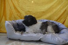 LULUNI, Hund, Mischlingshund in Lage - Bild 7