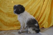 LULUNI, Hund, Mischlingshund in Lage - Bild 8