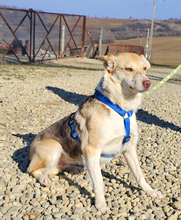 LOLA, Hund, Mischlingshund in Rumänien - Bild 1