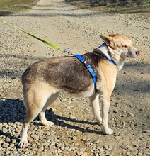 LOLA, Hund, Mischlingshund in Rumänien - Bild 3