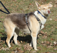 LOLA, Hund, Mischlingshund in Lehrte