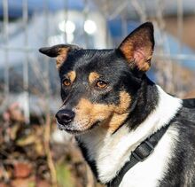 CALIPSO, Hund, Mischlingshund in Rumänien - Bild 1